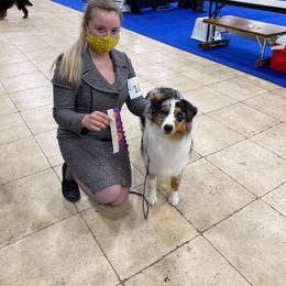 Australian Shepherd Puppies from Grand Ridge Australian Shepherds