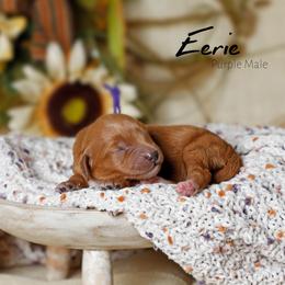 Eerie - Red  male Goldendoodle puppy in Mendon, Massachusetts from Comfort & Cuddle Co