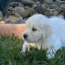 Girl 2 - Light golden Golden Retriever puppy in Shingle Springs, California from Golden State Goldens