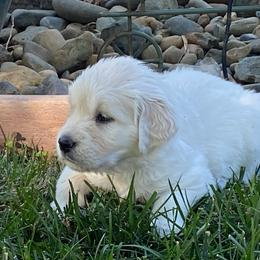 Girl 2 - Light golden Golden Retriever puppy in Shingle Springs, California from Golden State Goldens