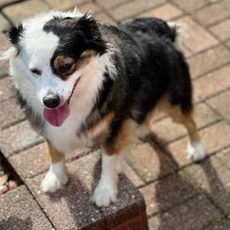 Miniature Australian Shepherd and Toy Australian Shepherd All Grown Up from Lowery’s Little Aussies