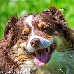 Miniature Australian Shepherd All Grown Up from Tincture of Thyme