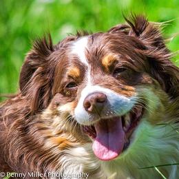 Miniature Australian Shepherd All Grown Up from Tincture of Thyme