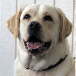 Labrador Retrievers from Tarrah Labradors, Reg’d.