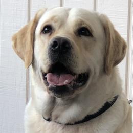 Labrador Retrievers from Tarrah Labradors, Reg’d.