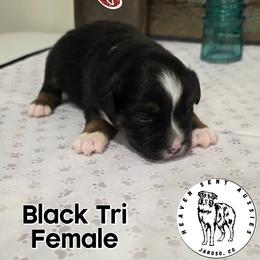 Rosalie - Black tri female Miniature Australian Shepherd puppy in Jaroso, Colorado from Heaven Sent Aussies