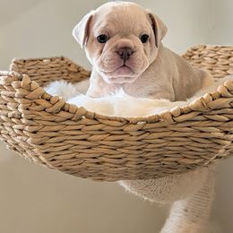 Vinnie (Green collar) - Cream male French Bulldog puppy in Melba, Idaho from Frost's Frenchie's