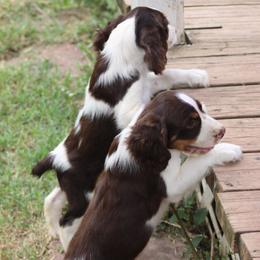 English Springer Spaniel puppies from It's  A Dog Thing