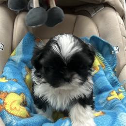 Boy 2 - Brindle and white male Shih Tzu puppy in Hibbing, Minnesota from Iron Range Shih Tzu and Puppies