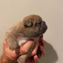 French Bulldog Puppies from Kring French Bulldogs