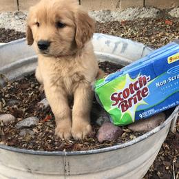 Australian Shepherd and Golden Retriever Puppies from Sterling Valleys Goldens and Aussies