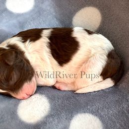 Aussiedoodle Puppies from WildRiver Pups
