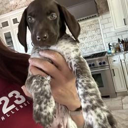 German Shorthaired Pointer Puppies from Alvarado Farm Kennels, LLC