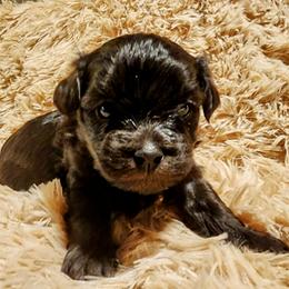 Raven - Solid Black - Black female Havapoo puppy in Parks, Arkansas from BAK Home Pups