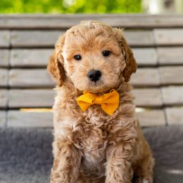 Boy 2 - Goldendoodle puppy in Riverton, Utah from Utah Doodlebug