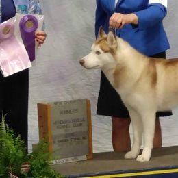 Siberian Huskies from Sabre's Siberians