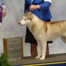 Siberian Huskies from Sabre's Siberians