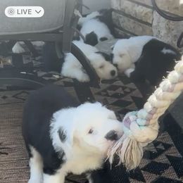 Old English Sheepdog Puppies from O’Leary’s Old English Sheepdogs