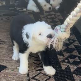 Old English Sheepdog Puppies from O’Leary’s Old English Sheepdogs