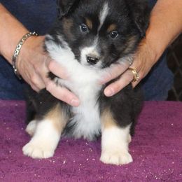 Miniature American Shepherd Puppies from Brunskills Mini Americans