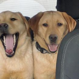 Marie - Yellow female Labrador Retriever puppy in Parma, Idaho from Campbell Valley Labradors
