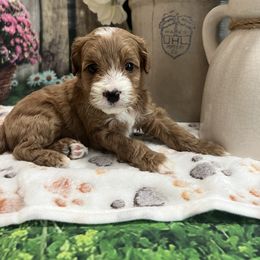 Zara - Red female Cavapoo puppy in Lebanon, Missouri from Danielle’s Doodles