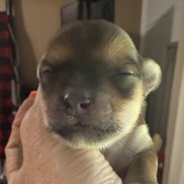 Girl 1 - female Morkie puppy in De Kalb, Texas from MC Kennels