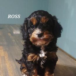 Ross - Black and tan male Cavapoo puppy in Wentworth, Missouri from Newton County Cavaliers & Cavapoos LLC