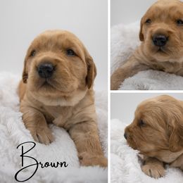 Golden Retriever Puppies from Stormy Hill Golden Retrievers