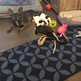 French Bulldog Puppies from JoAnn Kautsky