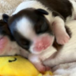 Boy 2 - Gold and white male Shih Tzu puppy in Paso Robles, California from Encanto Shih Tzus by Darlene Madrigal