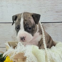 American Staffordshire Terrier Puppies from Kayo Kennel