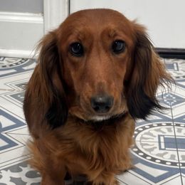 Brandy - Dachshund