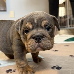 Earl Gray - Blue tri-color male Bulldog puppy in Medical Lake, Washington from Back Forty Boxers and Old English Bulldogs