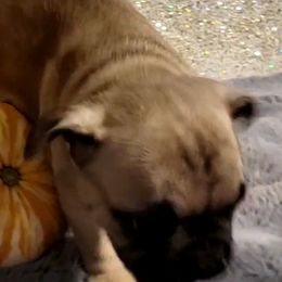 French Bulldogs and Yorkshire Terriers from Yorkies Living in Virginia