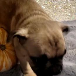 French Bulldogs and Yorkshire Terriers from Yorkies Living in Virginia