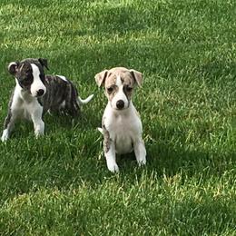 Whippet Puppies from Winstar Whippets