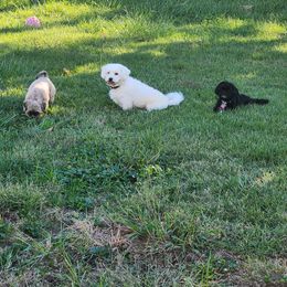 Shichon All Grown Up from Shichon Teddybear  puppies of Miss