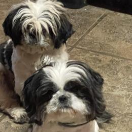 Shih Tzus from CHATEAU SHIH TZU KENNELS