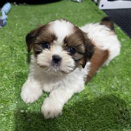 Hughes - Tricolor female Shih Tzu puppy in Bourne, Massachusetts from Shih Tzu Pups
