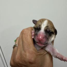 Green Collar Male - Red male Pembroke Welsh Corgi puppy in Victoria, Texas from Clear Creek Corgis