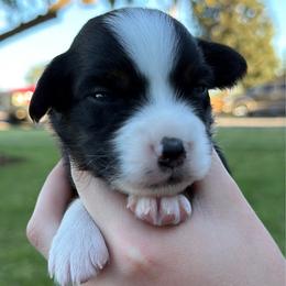 Molly - Black tri female Miniature American Shepherd puppy in Milton Freewater, Oregon from Sparkling Cross Toy & Mini Aussies