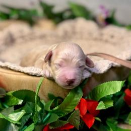 Hermit (tan) - Apricot male Goldendoodle puppy in Haltom City, Texas from Ohana Doodles