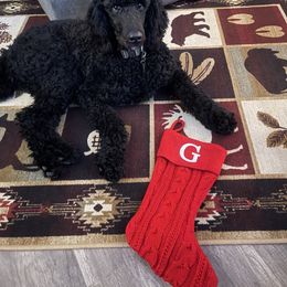 Bernedoodle and Poodle All Grown Up from Sweet Tea Kennels