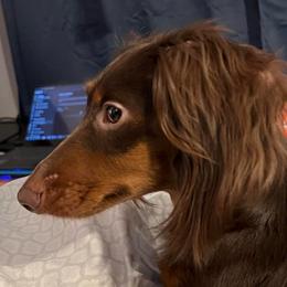 Beau - Dachshund