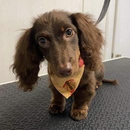 Dachshunds from Tri-State Countryside Doxie