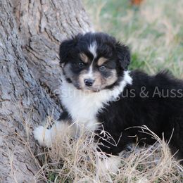 Australian Shepherd Puppies from Westrip Angus & Aussies