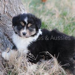 Australian Shepherd Puppies from Westrip Angus & Aussies