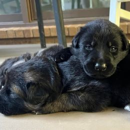 German Shepherds from Montevallo German Shepherds