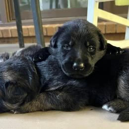 German Shepherds from Montevallo German Shepherds